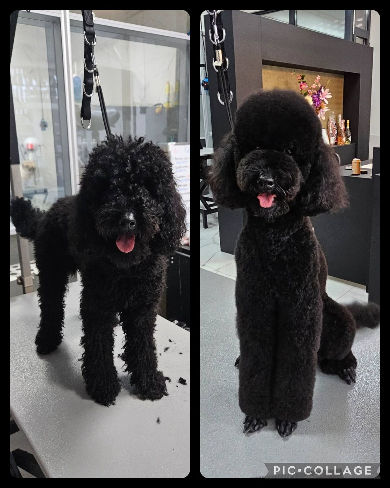 Zwarte hond met krullende vacht