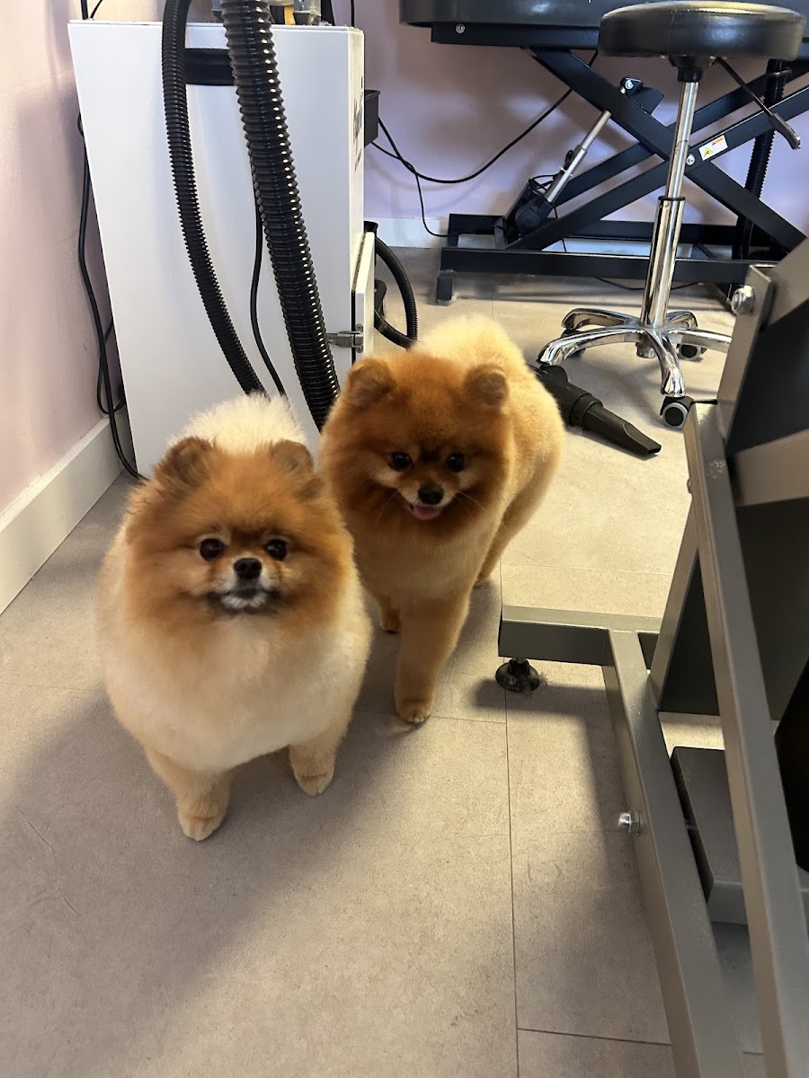 Twee mooi getrimde Pomeranians in de trimsalon